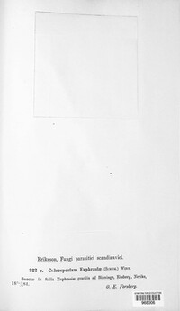 Coleosporium tussilaginis image